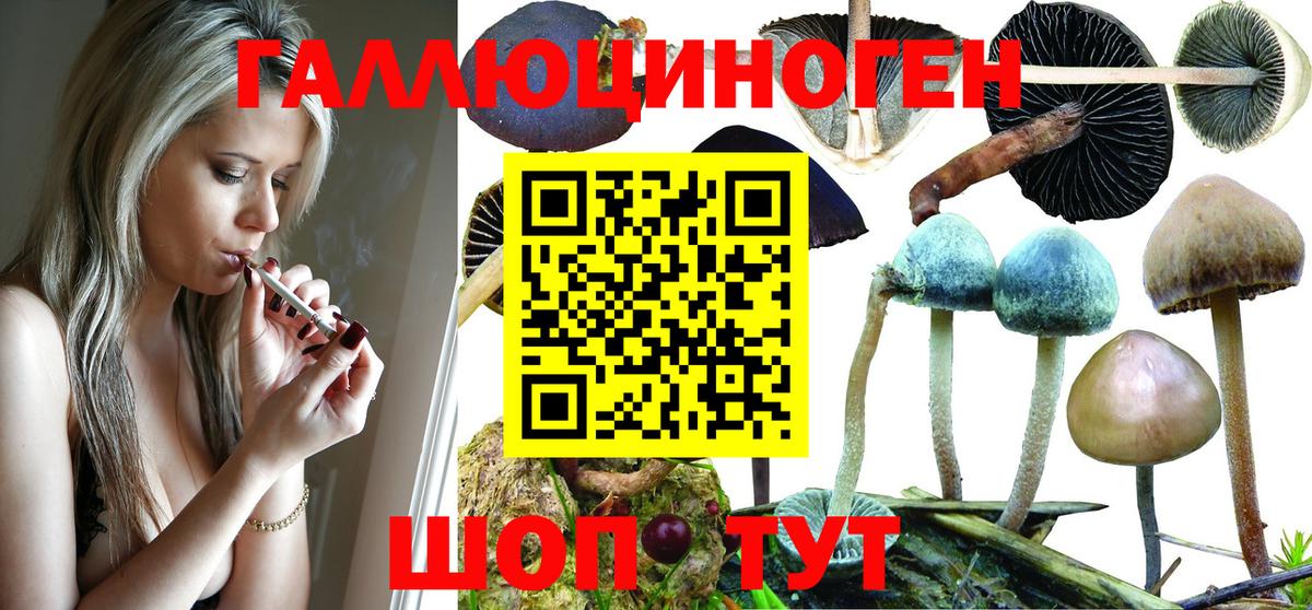 Псилоцибиновые грибы Psilocybine cubensis  Псилоцибиновые грибы мицелий  Мытищи  Вход с VPN 
